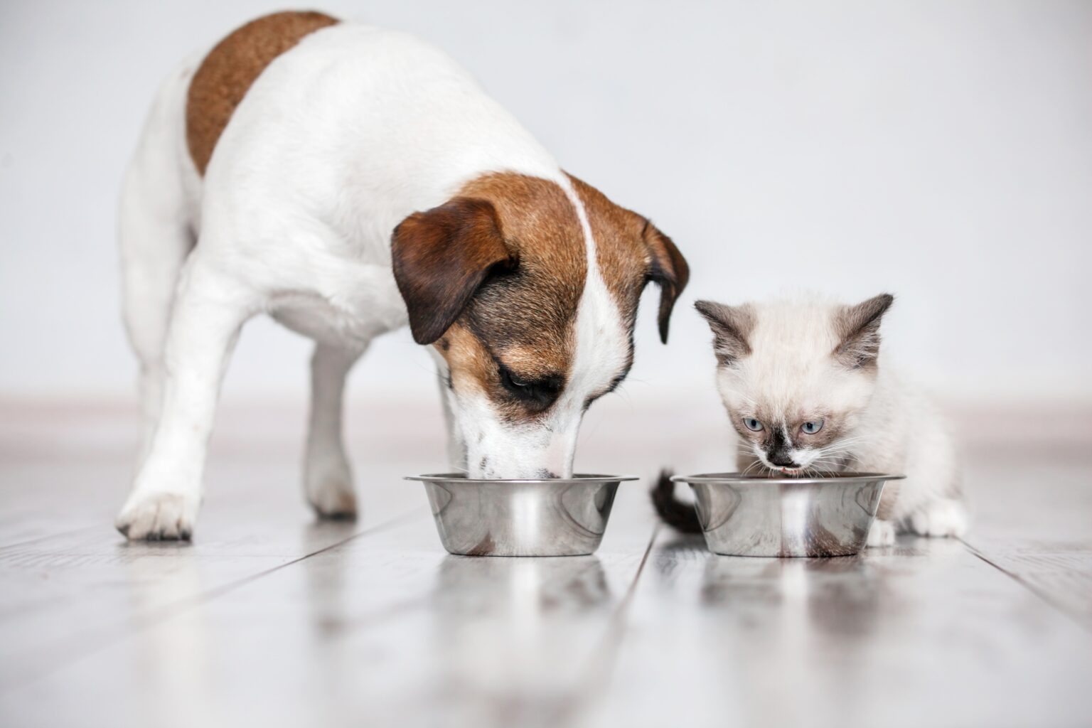 Gray,Little,Cat,And,Dog,Eating,Together,From,Bowls,Indoors.